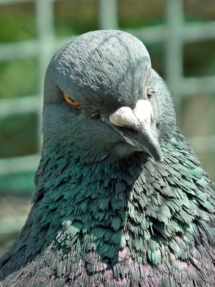 астропрогноз 18г