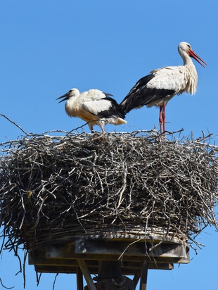 О чем нужно знать счастливым родителям.
