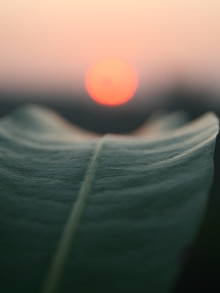 Описание. Отзывы. Отрывки