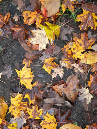 астропрогноз